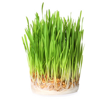 Load image into Gallery viewer, [LAB ON LAB] Mellow Nature Jeju Sprout Barley Powder 250g  SET 4ea
